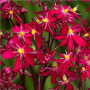 Saxifraga 'Dancing Pixies Tally'